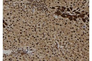 ABIN6273652 at 1/100 staining Mouse liver tissue by IHC-P. (IL16 Antikörper  (C-Term))