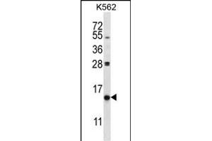 PIK3IP1 Antibody (C-term) (ABIN657714 and ABIN2846702) western blot analysis in K562 cell line lysates (35 μg/lane).