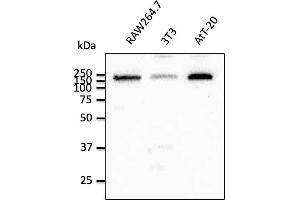 Western Blotting (WB) image for anti-Early Endosome Antigen 1 (EEA1) (C-Term) antibody (ABIN1439993) (EEA1 Antikörper  (C-Term))