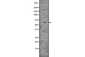 Western blot analysis of MAG using COLO205 whole  lysates. (MAG Antikörper  (C-Term))