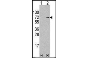 Western blot analysis of ATG4D Antibody  in 293 cell line lysates transiently transfected with the APG4D gene (2ug/lane). (ATG4D Antikörper  (AA 227-257))