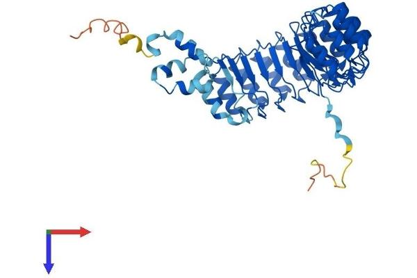FBXL20 Protein (AA 1-436) (His tag)