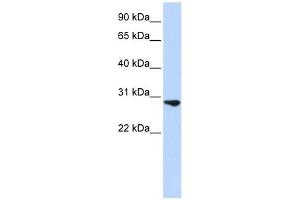 FGF2 antibody used at 1 ug/ml to detect target protein. (FGF2 Antikörper)