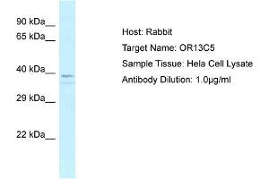 Host: Rabbit Target Name: OR13C5 Sample Tissue: Human Hela Whole Cell Antibody Dilution: 1ug/ml (OR13C5 Antikörper  (N-Term))