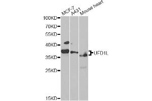 Western blot analysis of extracts of various cell lines, using UFD1L antibody. (UFD1L Antikörper)