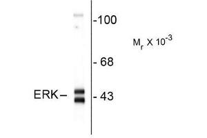 Image no. 1 for anti-Mitogen-Activated Protein Kinase 3 (MAPK3) (C-Term) antibody (ABIN372622) (ERK1 Antikörper  (C-Term))