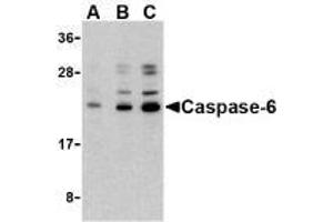 Western blot analysis of caspase-6 in Jurkat cell lysate with AP30202PU-N caspase-6 antibody at (A) 0.