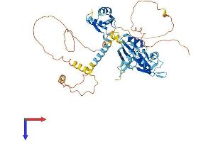 CELF2 Protein (AA 1-508) (His tag)