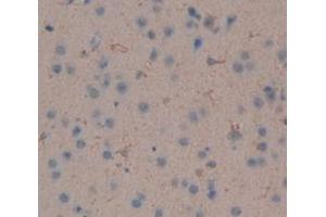 IHC-P analysis of Mouse Tissue, with DAB staining. (IFNA4 Antikörper  (AA 26-186))