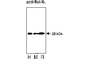 Western blot analysis of thymocytes from  and rat. (BCL2L1 Antikörper)