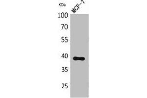 Western Blot analysis of MCF-7 cells using Nov Polyclonal Antibody.