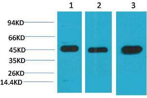 Western Blot (WB) analysis of 1) HeLa, 2)3T3, 3) Rat Brain Tissue with MEK2 Mouse Monoclonal Antibody diluted at 1:2000. (MEK2 Antikörper)