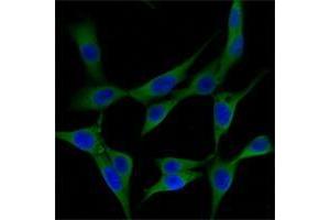 Immunofluorescence analysis of NIH/3T3 cells using ST13 mouse mAb (green). (HSC70 Interacting Protein HIP Antikörper)