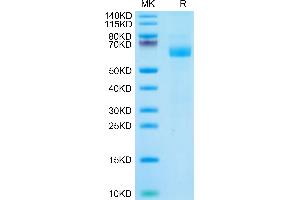 LILRA4 Protein (His tag)