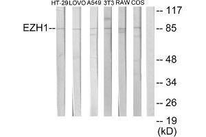 Western blot analysis of extracts from HT-29 cells, LOVO cells, A549 cells, NIH-3T3 cells, RAW264. (EZH1 Antikörper  (Internal Region))