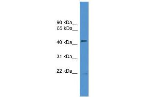 WB Suggested Anti-ATG4B Antibody Titration: 0.