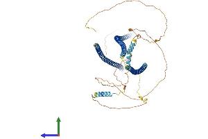 AlphaFold protein structure predicition of Human Recombinant SHTN1 Protein, UniprotID A0MZ66 (Shootin-1 (SHTN1) (AA 1-631) protein (His tag))