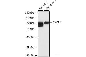Western blot analysis of extracts of various cell lines using CXCR1 Polyclonal Antibody at dilution of 1:1000. (CXCR1 Antikörper)