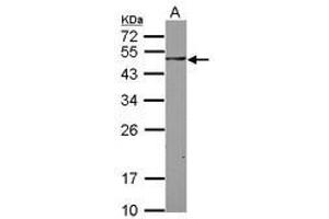 Image no. 2 for anti-SH3-Domain Binding Protein 5 (SH3BP5) (AA 108-455) antibody (ABIN1500916) (SH3BP5 Antikörper  (AA 108-455))
