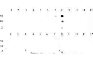 Histone H3 trimethyl Lys9 antibody tested by dot blot analysis.