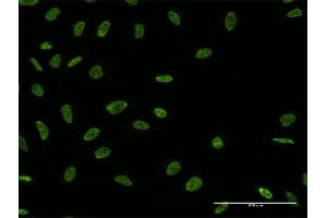Immunofluorescence (IF) image for anti-THO Complex 4 (THOC4) (AA 106-193) antibody (ABIN948902)