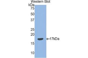 Western blot analysis of the recombinant protein. (SEMA3F Antikörper  (AA 604-785))