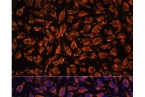 Immunofluorescence (IF) image for anti-Leucine Rich Repeat Containing 7 (LRRC7) antibody (ABIN7256632)