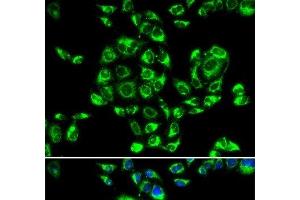 Immunofluorescence analysis of U2OS cells using RPS16 Polyclonal Antibody (RPS16 Antikörper)