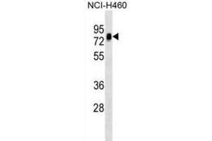 Western Blotting (WB) image for anti-Nucleosome Assembly Protein 1-Like 3 (NAP1L3) antibody (ABIN2999483)
