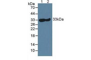 Figure. (CA3 Antikörper  (AA 2-260))