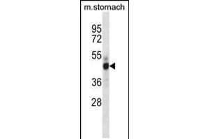 Mouse Mst4 Antibody (Center) (ABIN657993 and ABIN2846939) western blot analysis in mouse stomach tissue lysates (35 μg/lane). (STK26/MST4 Antikörper  (AA 271-299))