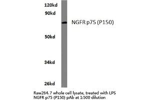 Western blot (WB) analysis of NGFR p75 antibody (Cat-No. (NGFR Antikörper)
