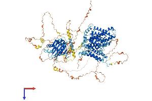 SLC4A3 Protein (AA 1-1232) (His tag)