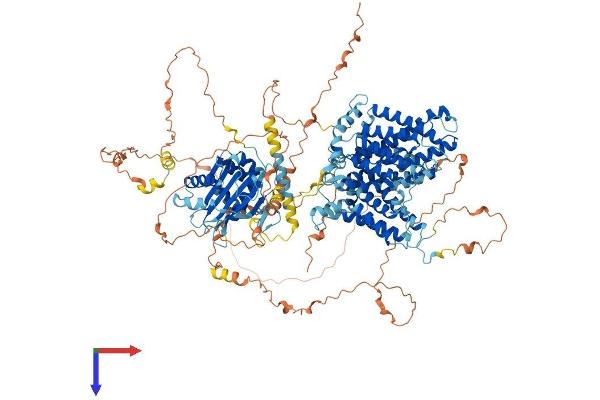 SLC4A3 Protein (AA 1-1232) (His tag)