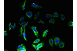 Immunofluorescence (IF) image for anti-OMA1 Zinc Metallopeptidase Homolog (OMA1) (AA 22-194) antibody (ABIN7159465)