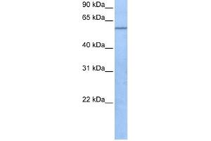 TRAF3IP3 antibody used at 1 ug/ml to detect target protein. (TRAF3IP3 Antikörper  (C-Term))