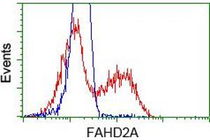 HEK293T cells transfected with either pCMV6-ENTRY FAHD2A (RC211128) (Red) or empty vector control plasmid (Blue) were immunostained with anti-FAHD2A mouse monoclonal (ABIN2453022), and then analyzed by flow cytometry. (FAHD2A Antikörper)