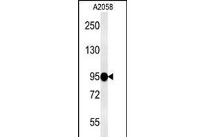 SEA Antibody (N-term) (ABIN650714 and ABIN2839369) western blot analysis in  cell line lysates (15 μg/lane). (SEMA6A Antikörper  (N-Term))