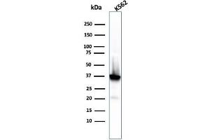 Western Blot Analysis of K562 cell lysate using NPM1 Recombinant Mouse Monoclonal Antibody (rNPM1/1901). (Rekombinanter NPM1 Antikörper  (AA 185-287))