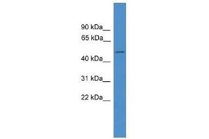 Western Blot showing BSCL2 antibody used at a concentration of 1-2 ug/ml to detect its target protein. (BSCL2 Antikörper  (C-Term))