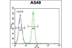 FBXO24 Antibody (Center) (ABIN654961 and ABIN2844600) flow cytometric analysis of A549 cells (right histogram) compared to a negative control cell (left histogram). (FBXO24 Antikörper  (AA 118-145))