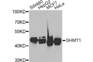Western blot analysis of extracts of various cell lines, using SHMT1 antibody (ABIN5975171) at 1/1000 dilution. (SHMT1 Antikörper)