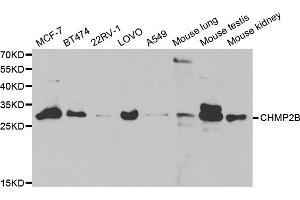 Western blot analysis of extracts of various cell lines, using CHMP2B antibody. (CHMP2B Antikörper)