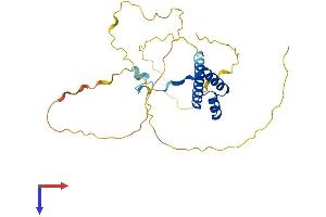 Msx2/Hox8 Protein (AA 1-267) (His tag)