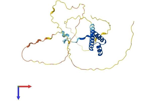 Msx2/Hox8 Protein (AA 1-267) (His tag)