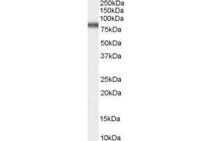 Western Blotting (WB) image for Potassium Voltage-Gated Channel, Shaw-Related Subfamily, Member 3 (KCNC3) peptide (ABIN369329) (Potassium Voltage-Gated Channel, Shaw-Related Subfamily, Member 3 (KCNC3) Peptid)