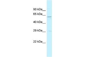 WB Suggested Anti-Srp54a Antibody Titration: 1.