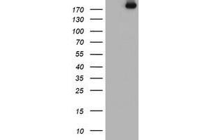 Image no. 2 for anti-Ubiquitin Specific Peptidase 9, X-Linked (USP9X) (AA 2246-2570) antibody (ABIN1491228) (USP9X Antikörper  (AA 2246-2570))