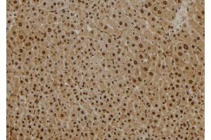 ABIN6277607 at 1/100 staining Mouse liver tissue by IHC-P. (PSMB2 Antikörper  (Internal Region))