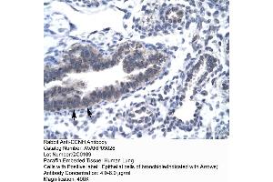 Human Lung (Cyclin H Antikörper  (C-Term))